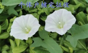 核定征收个体户
