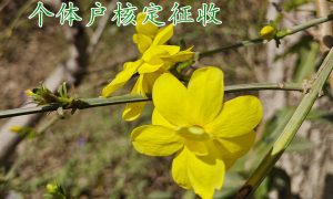 个体户核定征收